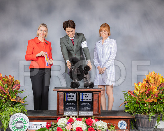 Poodle Toy #26 Thurs NC BOV BOB Judge Patricia Sosa_SSR_3023_Hstn2019_HR3