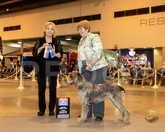 Spinoni Italiani  #6 Thur BOW BOS Judge  Helen Winski Stein_JJJ_8508-Hstn2019-HR3