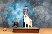 Akita #8 Mon BOS Judge Butch Schulman r