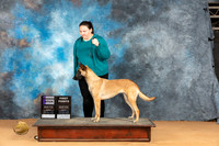 Belgian Malinois #10 Mon WB Judge Pat Trotter