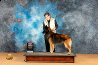 Belgian Tervuren #7 Sat BOB Judge Edy Blum