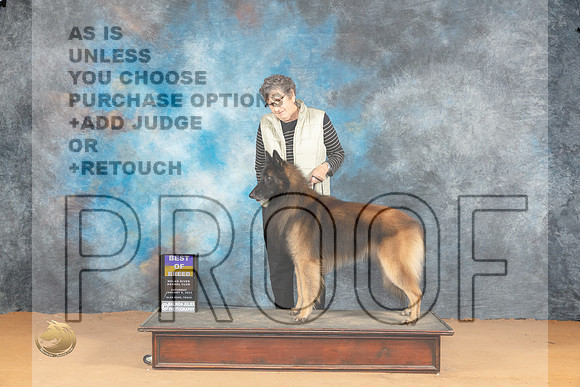 Belgian Tervuren #7 Sat BOB Judge Edy Blum_JP_1718_Glen Rose_2024_HR3