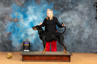 Black and Tan Coonhound #5 Mon BOB Judge Steve Keating