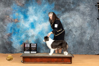 Border Collie #16 Sun WBBOSCH Judge Butch Schulman r