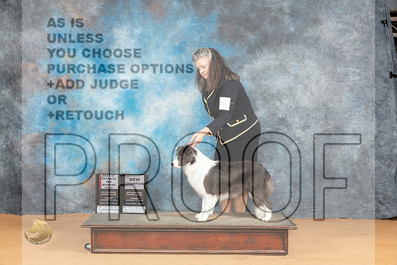 Border Collie #16 Sun WBBOSCH Judge Butch Schulman r_JP_1653_Glen Rose_2024_HR3