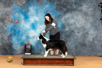 Border Collie #20 Mon WB Judge Pat Trotter