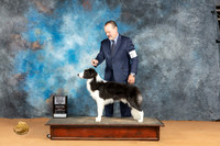 Border Collie #9 Mon BOWWDM Judge Pat Trotter