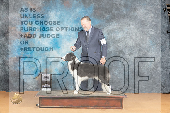 Border Collie #9 Mon BOWWDM Judge Pat Trotter_JP_1660_Glen Rose_2024_HR3