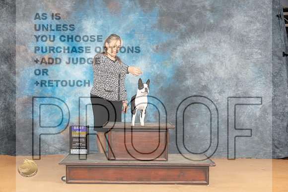 Boston Terrier #17 Mon BOB Judge Edy Blum_JP_1664_Glen Rose_2024_HR3