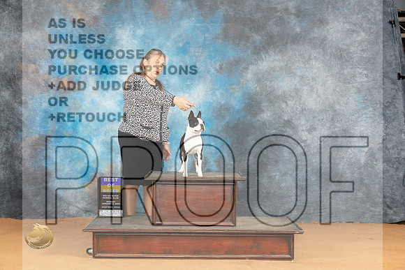 Boston Terrier #17 Mon BOB Judge Edy Blum_JP_1665_Glen Rose_2024_HR3
