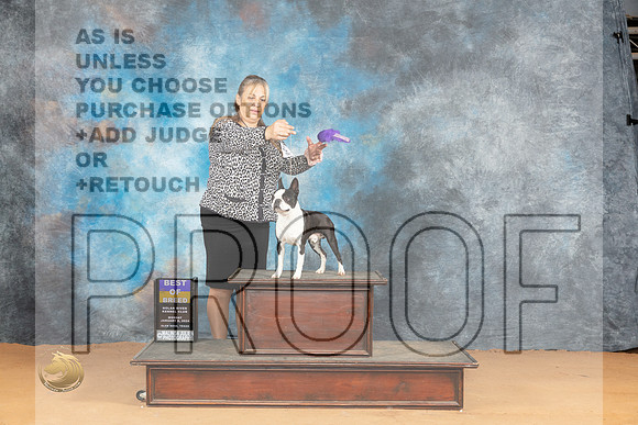 Boston Terrier #17 Mon BOB Judge Edy Blum_JP_1668_Glen Rose_2024_HR3