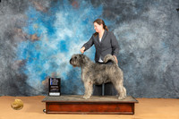 Bouvier des Flandres #8 Mon BOWCHM Judge Pat Trotter