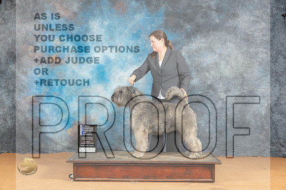 Bouvier des Flandres #8 Mon BOWCHM Judge Pat Trotter_JP_1917_Glen Rose_2024_HR3