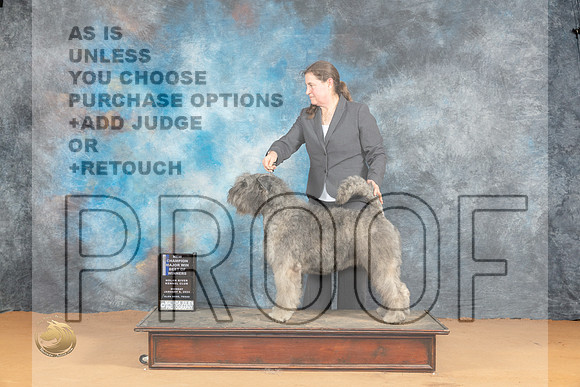 Bouvier des Flandres #8 Mon BOWCHM Judge Pat Trotter_JP_1918_Glen Rose_2024_HR3