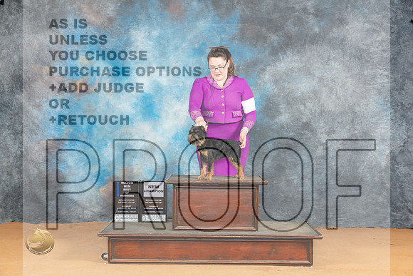 Brussel Griffon #5 Mon BOBBOWMCH Judge Nena Dee_JP_1686_Glen Rose_2024_HR3