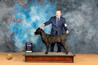 Cane Corso #6 Mon WBBOWBOBM Judge Butch Schulman