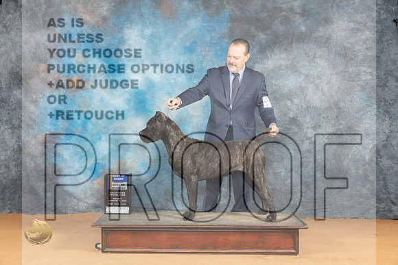 Cane Corso #6 Mon WBBOWBOBM Judge Butch Schulman_JP_1731_Glen Rose_2024_HR3