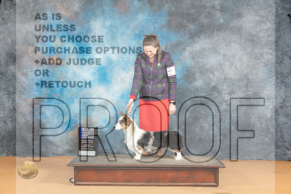 Cardigan Welsh Corgi #16 Mon WBBOWMCH Judge Pat Trotter_JP_1773_Glen Rose_2024_HR3