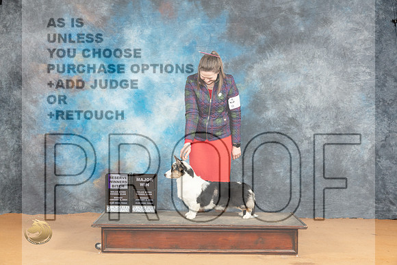 Cardigan Welsh Corgi #6 on RWB Judge Pat Trotter_JP_1778_Glen Rose_2024_HR3