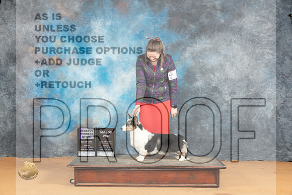 Cardigan Welsh Corgi #6 on RWB Judge Pat Trotter_JP_1779_Glen Rose_2024_HR3