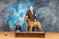 Chesapeake Bay Retriever Sun BOB OHBOB Dr Norbert Dee r