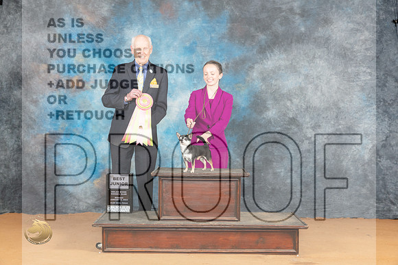 Chihuahua Smooth Coat #J750 Mon BJr Judge Norbert Dee_JP_1863_Glen Rose_2024_HR3