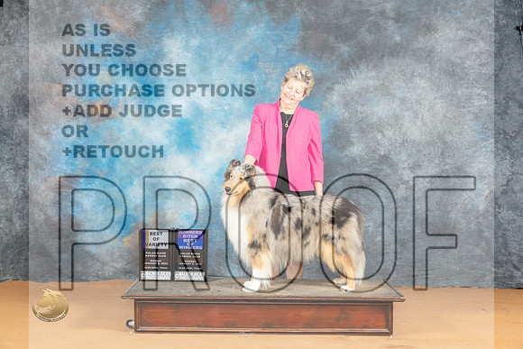 Collie Rough #6 Mon WBBOWBOV Judge Pat Trotter_JP_1929_Glen Rose_2024_HR3