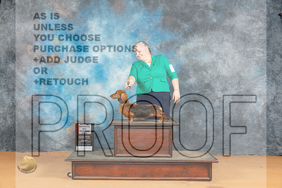Dachshund Longhaired #18 Mon WBBOS Judge Dr Steve Keating_JP_1830_Glen Rose_2024_HR3