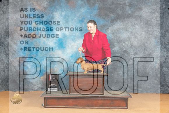 Dachshund Wirehaired #22 Mon WBBOSM Judge Dr Steve Keating_JP_1715_Glen Rose_2024_HR3