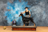 Doberman Pinscher #10 Mon WB Judge Butch Schulman