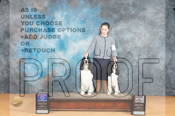 English Springer Spaniel #11 #6 WDBOW WBBOS Judge Desmond Murphy_JP_1870_Glen Rose_2024_HR3