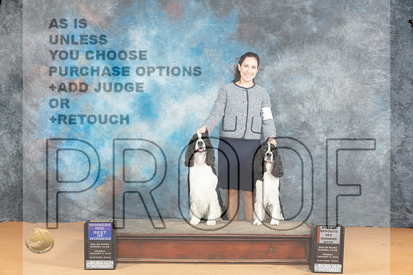 English Springer Spaniel #11 #6 WDBOW WBBOS Judge Desmond Murphy_JP_1871_Glen Rose_2024_HR3