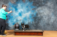 French Bulldog #? Mon BCAT