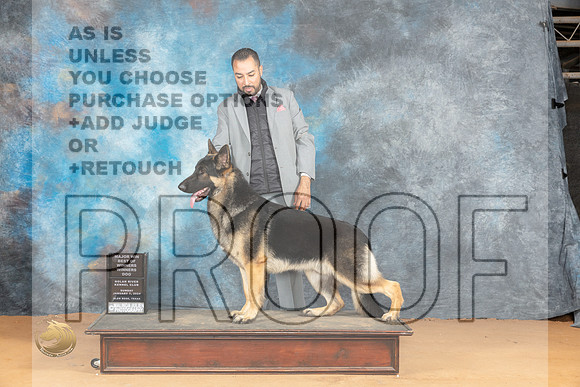German Se hepherd #7 Sun WDBOWM Judge Butch Schulman_JP_1580_Glen Rose_2024_HR3