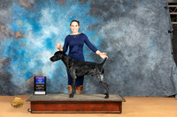 German Shorthaired Pointer #7 Mon WDBOW Judge Desmond Murphy