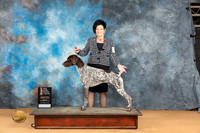 German Shorthaired Pointer #9 Mon BOSM Judge Desmond Murphy
