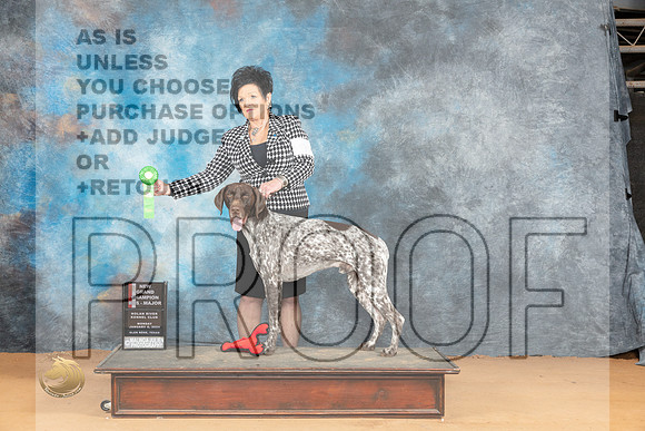 German Shorthaired Pointer #9 Mon BOSM Judge Desmond Murphy_JP_1601_Glen Rose_2024_HR3