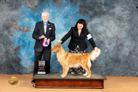Golden Retriever #14 Monn WBBOS Judge Dr Norbert Dee