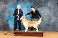 Golden Retriever #19 Mon BOW Judge Dr Norbert Dee