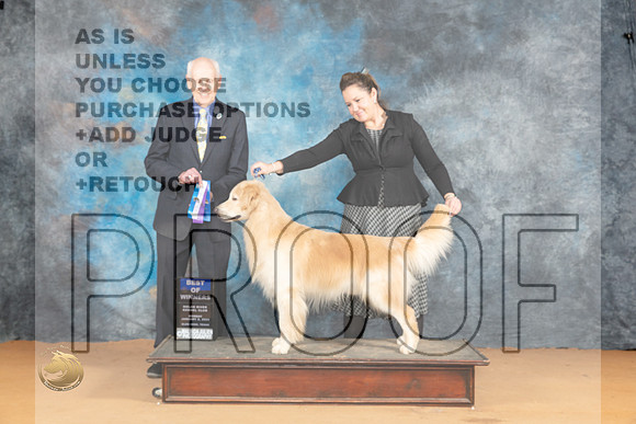 Golden Retriever #19 Mon BOW Judge Dr Norbert Dee_JP_1802_Glen Rose_2024_HR3