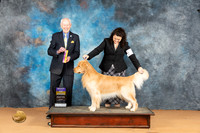 Golden Retriever #5 Mon BOB Judge Dr Norbert Dee