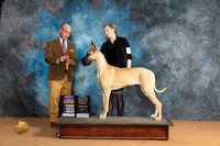 Great Dane #8 Mon OHBOB BOBWB Judge Butch Schulman