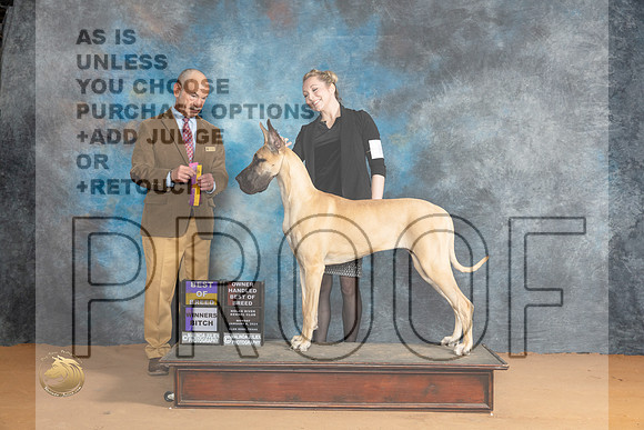 Great Dane #8 Mon OHBOB BOBWB Judge Butch Schulman_JP_1621_Glen Rose_2024_HR3