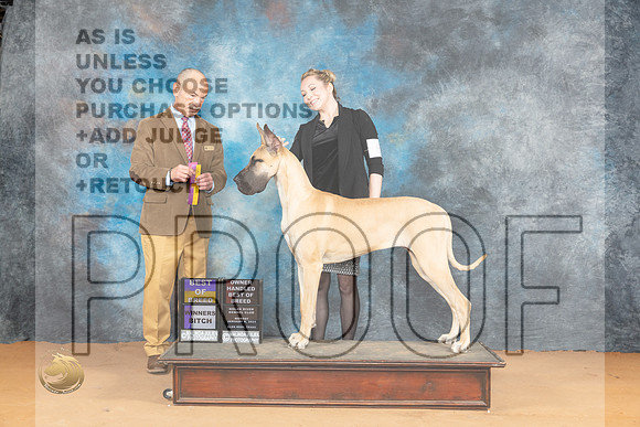 Great Dane #8 Mon OHBOB BOBWB Judge Butch Schulman_JP_1623_Glen Rose_2024_HR3