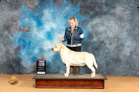 Labrador #31 Mon WD Judge Dr Norbert Dee
