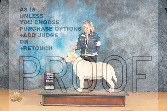 Labrador #31 Mon WD Judge Dr Norbert Dee_JP_1742_Glen Rose_2024_HR3