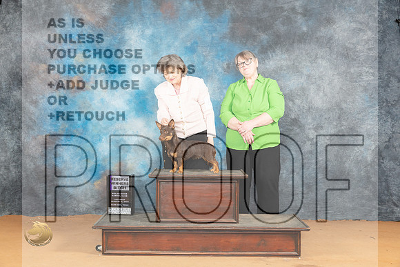 Lancashire Heeler #6 Sat RWB Judge Edy Blum_JP_1790_Glen Rose_2024_HR3