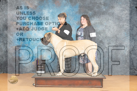Mastiff #11 Mon WDBOWBOBM Judge Butch Schulman_JP_1766_Glen Rose_2024_HR3
