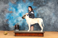Mastiff #12 Mon WBBOSM Judge Butch Schulman