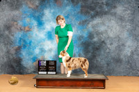 Miniature American Shepherd #26 Sat WBM Judge Dr Steve Keating